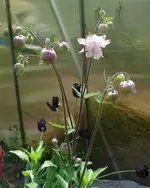 Blumen Akelei.webp