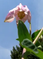 Blumen AkeleiA.webp