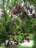 Blumen Flieder.webp