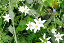 Blumen.webp