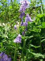 Blumen1.webp