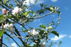 2013_0514Frühling0076.webp