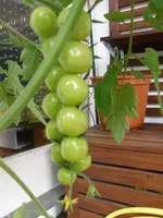 SAM_0808.webp
