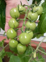 SAM_0807.webp