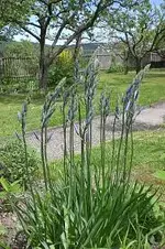 Garten 05 3 2013 006.webp