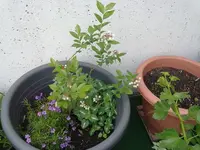 heidelbeere - teppichphlox.webp