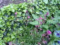 gaura rosa.webp
