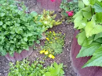 mittagsblumen gelb.webp