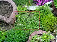 seifenkraut niedrig.webp
