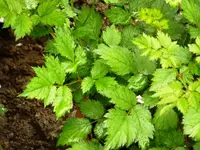 Astilbe_Blätter.webp