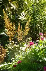 Astilbe.webp