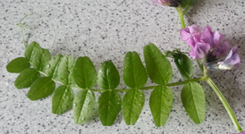 Plante à identifier 01.webp