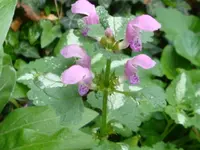 DSC02859.webp