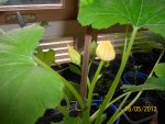 Zucchiniblüte 2 - 100_1262 (Large).JPG