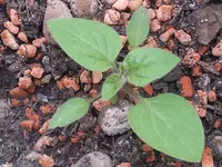 20130516_155211.webp