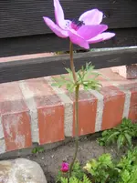 Ranunkel mit Blüte.webp