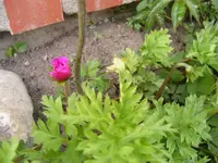 Blüte.webp