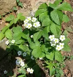 Moschuserdbeeren1.webp