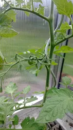 WP_20130516_002.webp