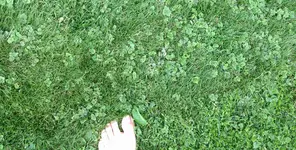 Unkraut 2_Groß4.webp