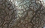 100_3703.webp