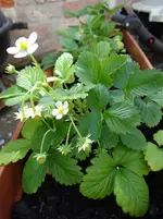 Erdbeeren Doreen1.webp