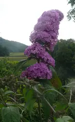 Sommerfleider_v.webp