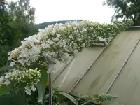 Sommerflieder w.webp