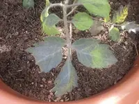 Tomate.webp