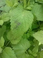 Melisse.webp