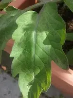 tomate2.webp