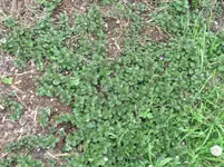 RIMG0029.webp