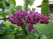 DSC00726.webp