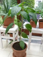 SAM_0809.webp