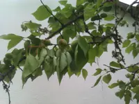 IMAG1048.webp