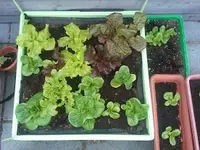 salat.webp