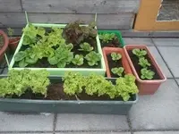 salat 1.jpg