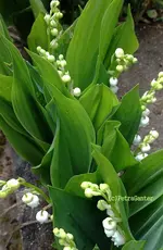 opsala maiglöckchen.webp