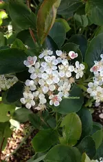 stelaronia.webp