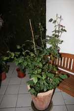IMG_0795.webp