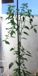 carnica1.webp
