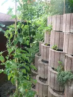 Tomate-Carnica.webp