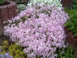 TEPPICHPHLOX CANDY STRIPES.jpg