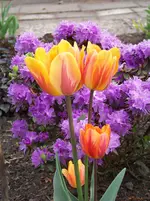 017.webp