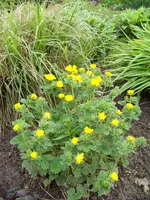 018.webp