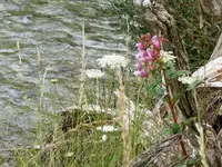 Am Flussufer v (1).webp