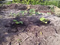 15. Mai 2013 s (3).webp