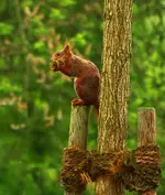 Fridolin with some hemp rope for nest-building.webp