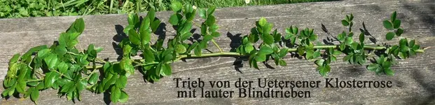 Blindtriebe Klosterrose.webp