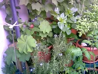 Balkon rechts 18.webp